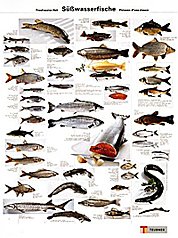 Poster Süßwasserfische